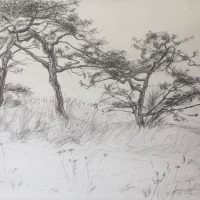 George Wallace - Beacon Hill Park, 1990, pencil