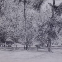 George Wallace - Beacon Hill Park, pencil