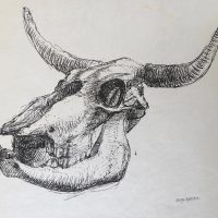 George Wallace - Skull of a Cow, ink sketch