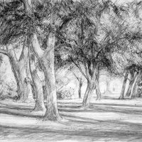 George Wallace - Beacon Hill Park, c.1988, pencil